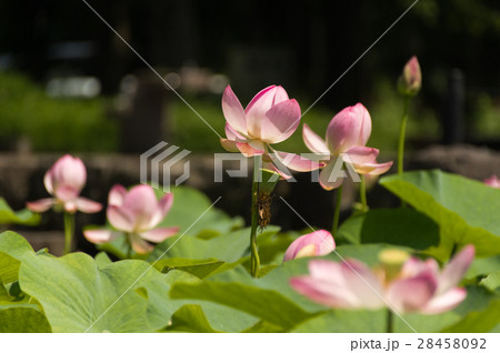 蓮の花と女の子 28458092