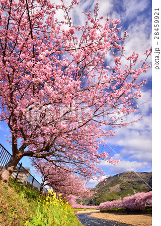 河津桜 28459921