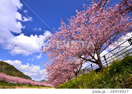 河津桜 河津桜 28459927