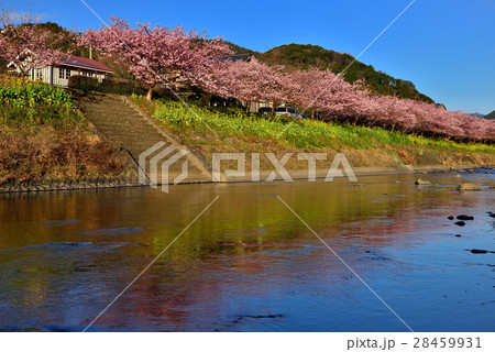 河津桜 河津桜 28459931