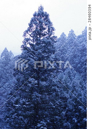 雪の神山 雪の神山 28460394