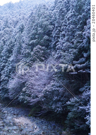 雪の神山 雪の神山 28460401