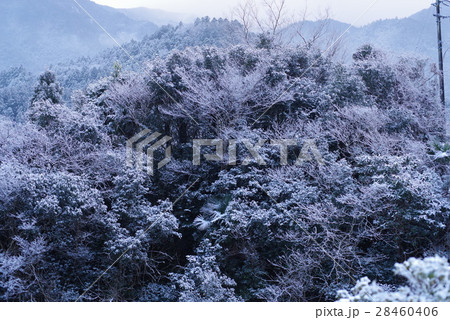 雪の神山 雪の神山 28460406