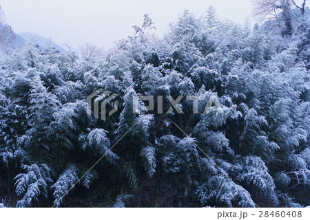 雪の神山 雪の神山 28460408