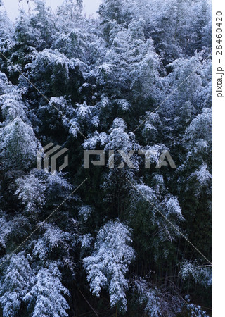 雪の神山 雪の神山 28460420