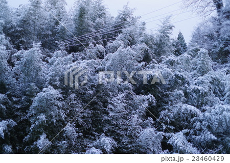 雪の神山 雪の神山 28460429