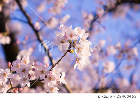 桜 春イメージ 桜 春イメージ 28460465