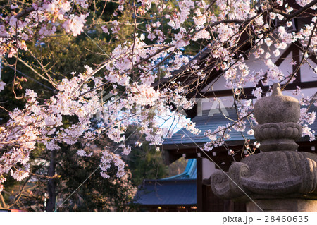 神社 桜  28460635