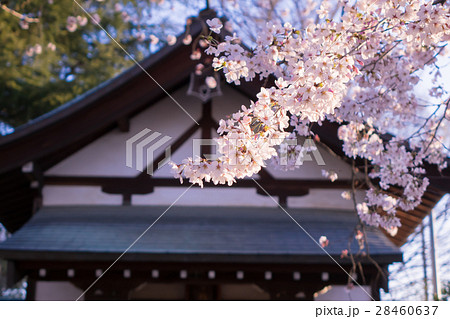 神社 桜 神社 桜 28460637