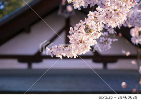 神社 桜 神社 桜 28460639