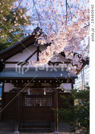 神社 桜 神社 桜 28460640