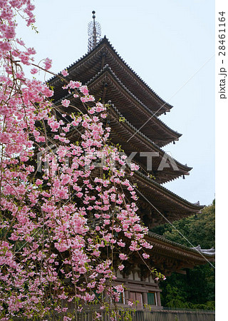 京都醍醐寺、五重塔を背景にした枝垂れ桜(縦構図) 京都醍醐寺、五重塔を背景にした枝垂れ桜(縦構図) 28461164