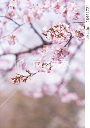 桜の花（枝先） 28461724