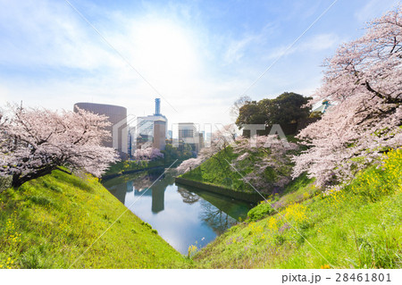 【九段下・朝・サクラ】・朝・九段会館方面のお堀 28461801