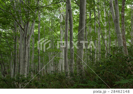 蒲生岳のブナの森 只見町 蒲生岳のブナの森 只見町 28462148