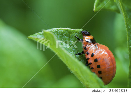 Colorado Potato Beetle Colorado Potato Beetle 28462353