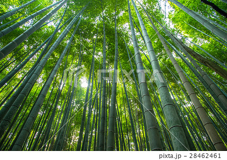緑が瑞々しく真っ直ぐな京都嵯峨野の竹林 28462461