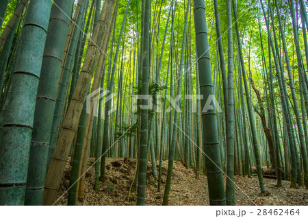 緑が瑞々しく真っ直ぐな京都嵯峨野の竹林 28462464