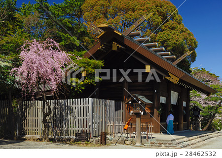 神奈川県横浜市　伊勢山皇大神宮　本殿　桜 28462532