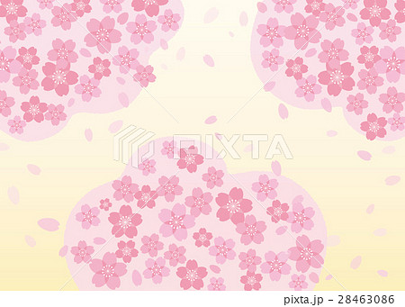 満開桜 28463086