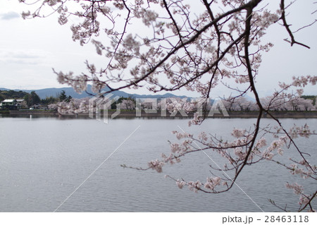 立岡自然公園の桜 立岡自然公園の桜 28463118