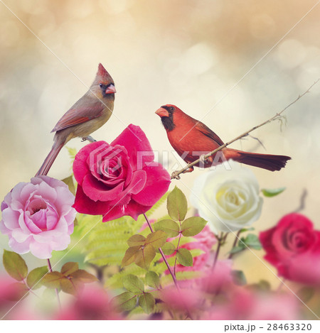 Male and Female Northern Cardinals 28463320