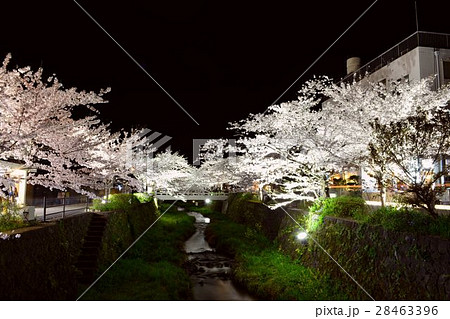 一の坂川夜桜 28463396