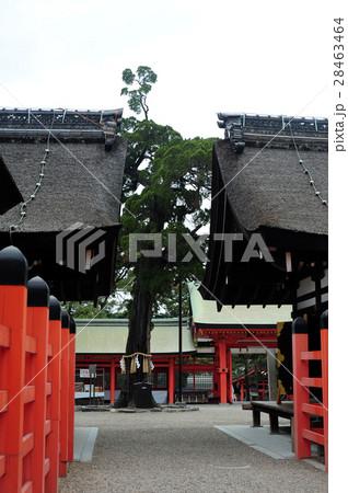 住吉大社第三本宮と第四本宮 28463464