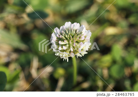 シロツメグサの花 28463765