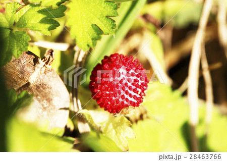 ヘビイチゴの実 28463766
