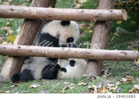赤ちゃんパンダの写真素材