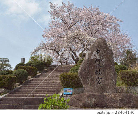 山口市中郷八幡宮の桜 山口市中郷八幡宮の桜 28464140