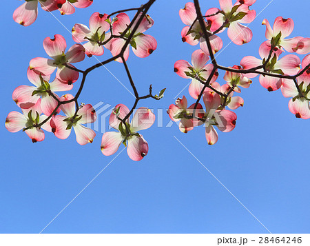 ハナミズキ ピンクの花の写真素材