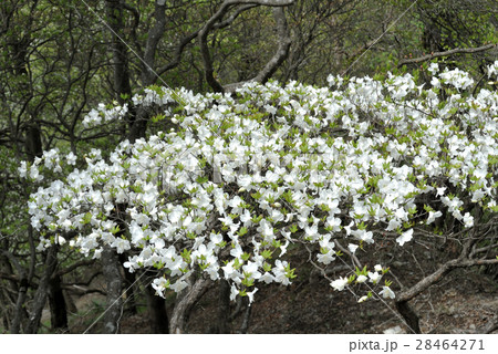 シロヤシオの花 神奈川県 西丹沢檜洞丸の写真素材