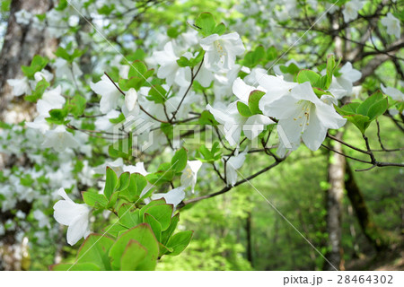 シロヤシオの花 西丹沢 神奈川県 の写真素材