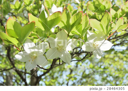 シロヤシオの花 【西丹沢】 神奈川県 シロヤシオの花 【西丹沢】 神奈川県 28464305