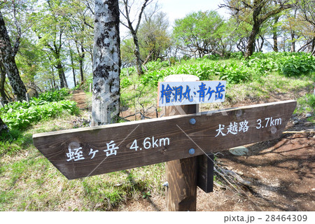 神奈川県 【5月】 西丹沢 新緑の檜洞丸山頂 神奈川県 【5月】 西丹沢 新緑の檜洞丸山頂 28464309