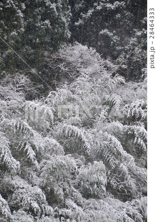 冬の竹林 冬の竹林 28464333