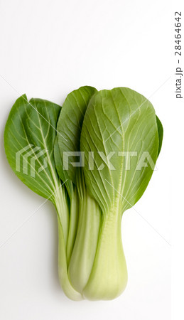青梗菜 青梗菜 28464642