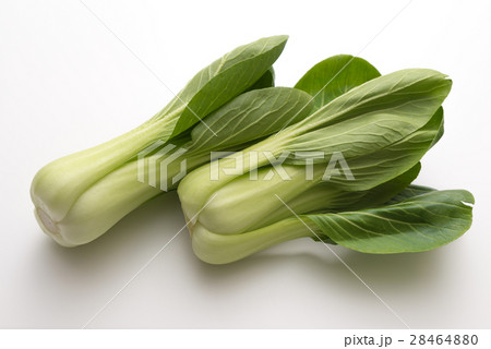 青梗菜 28464880