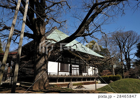 九品仏浄真寺 本堂 九品仏浄真寺 本堂 28465847