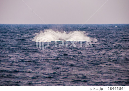 ﾎｴｰﾙｳｫｯﾁﾝｸﾞ 28465864