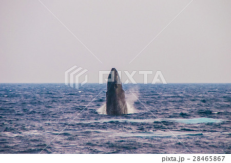 ﾎｴｰﾙｳｫｯﾁﾝｸﾞ 28465867