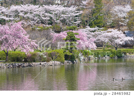 町田薬師池公園、満開の桜、東京都 28465982