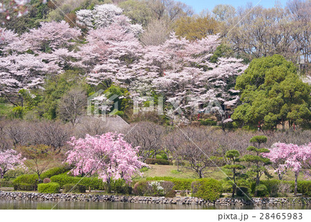 町田薬師池公園 斜面に咲く満開の桜 東京都の写真素材