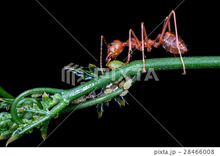 Red ant eating syrup from aphis Red ant eating syrup from aphis 28466008