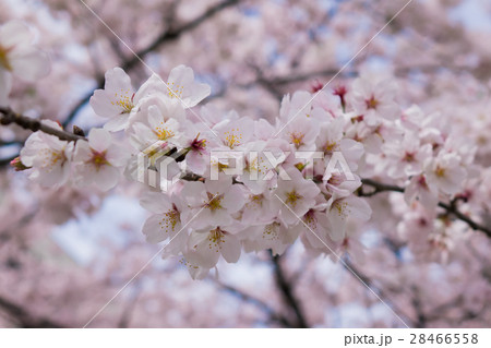 桜　春イメージ 28466558