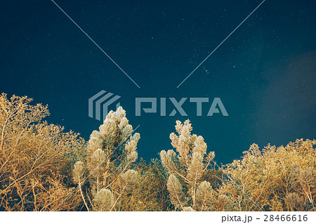 台南 星空 ホシゾラ 28466616