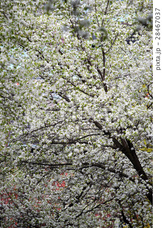 Beacon Hill, Boston.. Beacon Hill, Boston.. 28467037