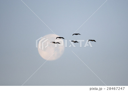 月とカワウの群れ 28467247